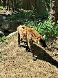 Giraffes on ground