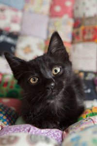 Portrait of black cat on bed at home