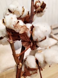 Close-up of dried plant