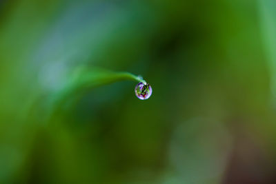 Close-up of water drops on leaf