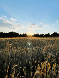 Scenic view of field against sky during sunset