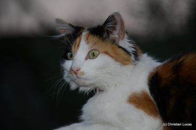 Close-up of cat sitting