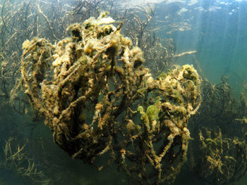 Close-up of coral in sea