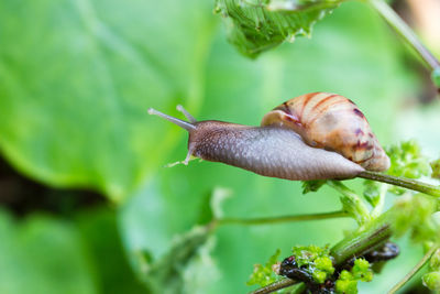 Close-up of snail on leaf