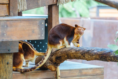 Two cats sitting on wood in zoo