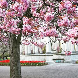 Pink flowers blooming in park