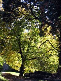 Trees in forest