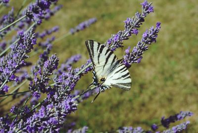 Close-up of butterfly pollinating flower