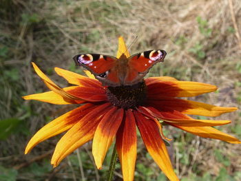 Close-up of butterfly pollinating on flower