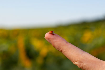 Close-up of hand feeding on leaf against sky