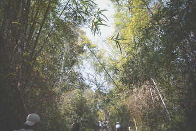 Trees in forest