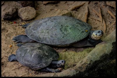 Close-up of turtle on rock at beach