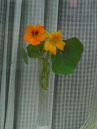 Close-up of orange flowers