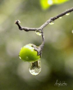 Close-up of fruit growing on tree