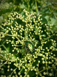 Close-up of insect on plant