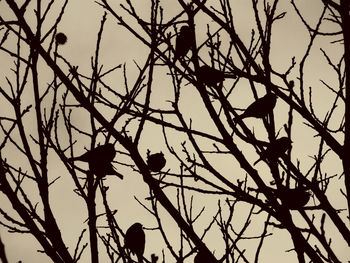 Low angle view of silhouette tree against sky