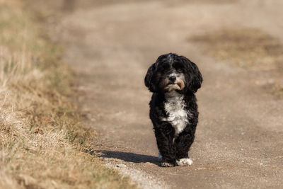 Black dog standing on field