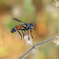 Close-up of insect on plant