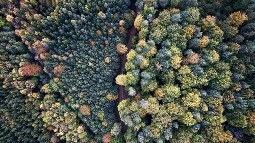 Full frame shot of tree trunk