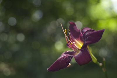 Close-up of day lily blooming outdoors