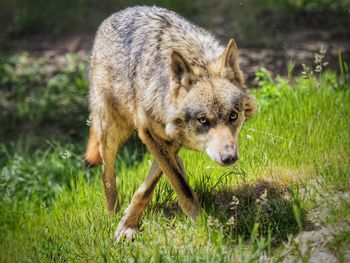 Photo of a wolf at a recovery farm