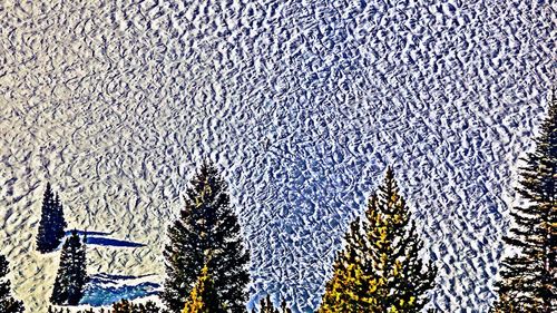 Close-up of trees during winter