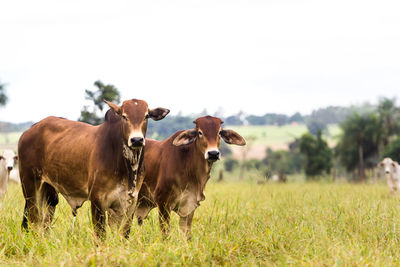 Cows in a field