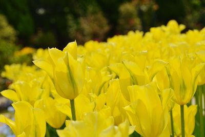 Close-up of yellow flowers blooming outdoors