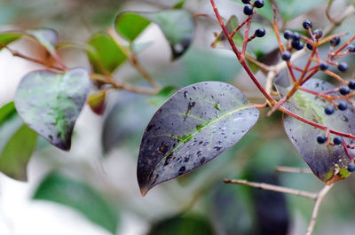 Close-up of leaves on plant during autumn