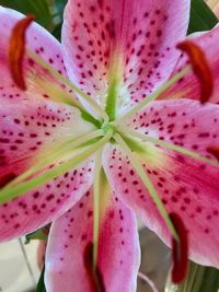 Close-up of pink flower