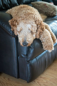 High angle view of dog relaxing on floor at home