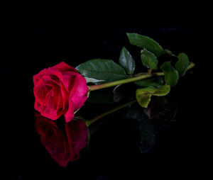 Close-up of rose plant against black background