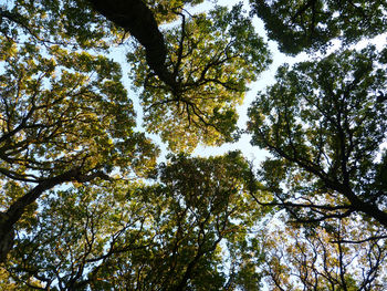 Low angle view of trees against sky