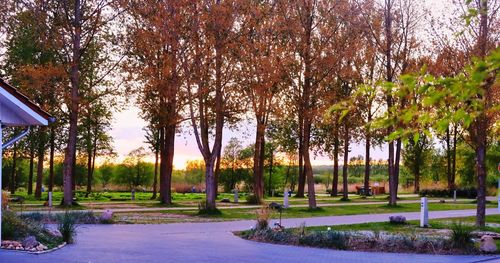 Trees in park against sky