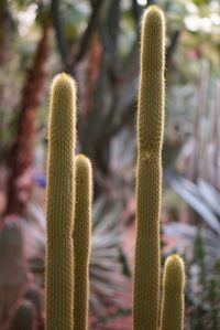 Close-up of cactus plant