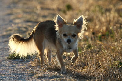 Portrait of dog standing on field