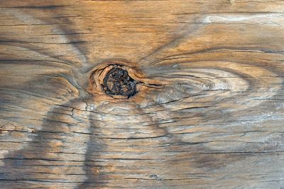 Full frame shot of tree trunk