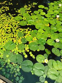 High angle view of lily pads in pond