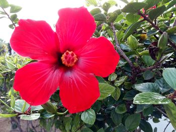 Close-up of flower blooming outdoors