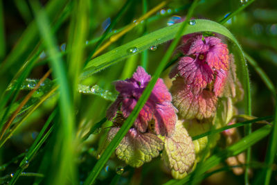 Close-up of purple flowers blooming outdoors