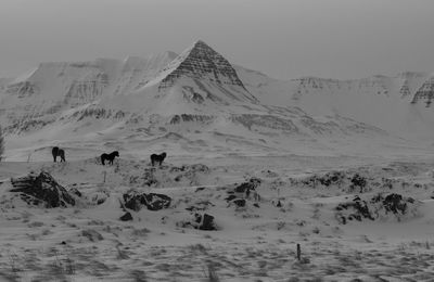 View of horse on snow covered landscape