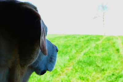 Close-up of dog on field