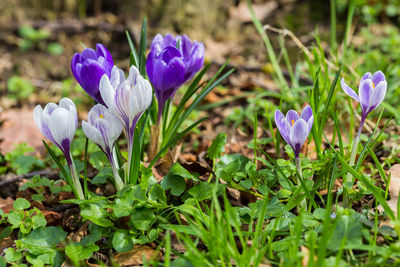 Close-up of purple crocus blooming on field