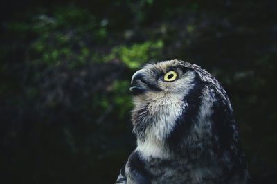 Close-up of owl