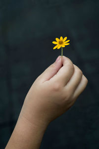 Close-up of yellow flower