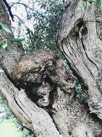 Close-up of tree stump