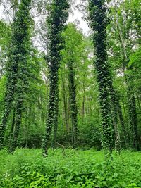 Pine trees in forest