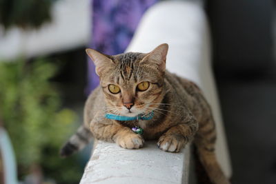 The tiger cat stay on the wall of balcony,cats are look like the tigers , asian pets.