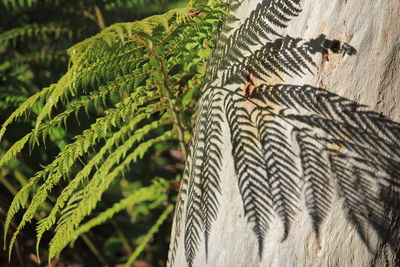 Close-up of fern leaves