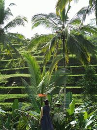 Rear view of woman holding hand fan against rice terrace